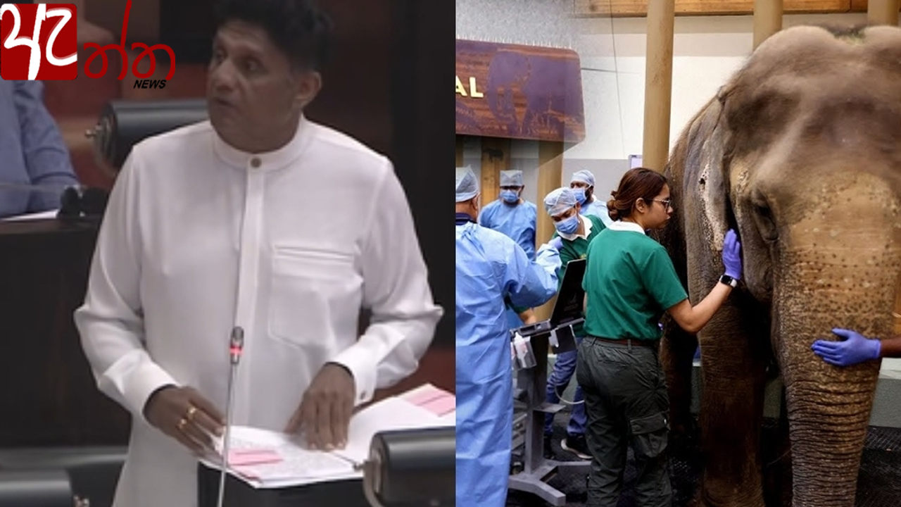 කාවන්තිස්සගේ මරණයෙන් පසු ඉතිරි ඇත් රජුන් රැකගන්න සජිත්ගෙන් විශේෂ වැඩපිළිවෙළක්